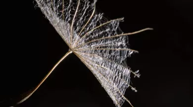 Graines de beauté_1 - ©Fabien Fougeroux