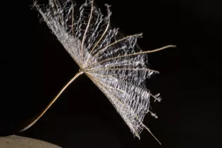 Graines de beauté_1 - ©Fabien Fougeroux